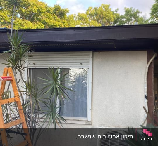 סולם עץ ליד חלון עם צמחייה מסביב